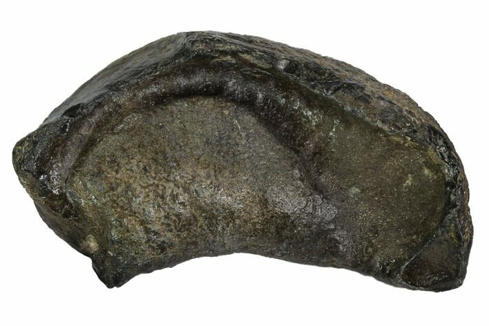 Fossil Whale Ear Bone - Miocene #99964